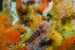 Notoclinops segmentatus