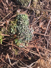 Cladonia magyarica