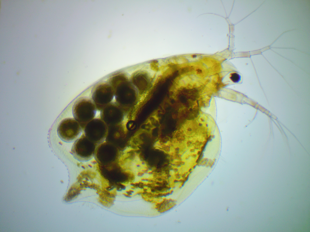water flea