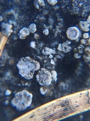 Acarospora glaucocarpa