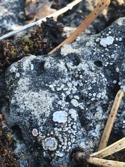 Acarospora glaucocarpa