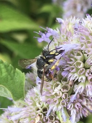 Anthidium manicatum