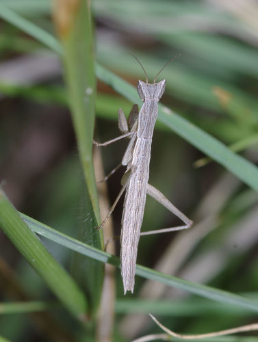 Yersiniops solitarius (Scudder, 1896)
