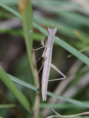 Yersiniops solitarius