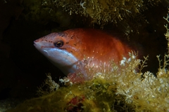 Pseudolabrus luculentus