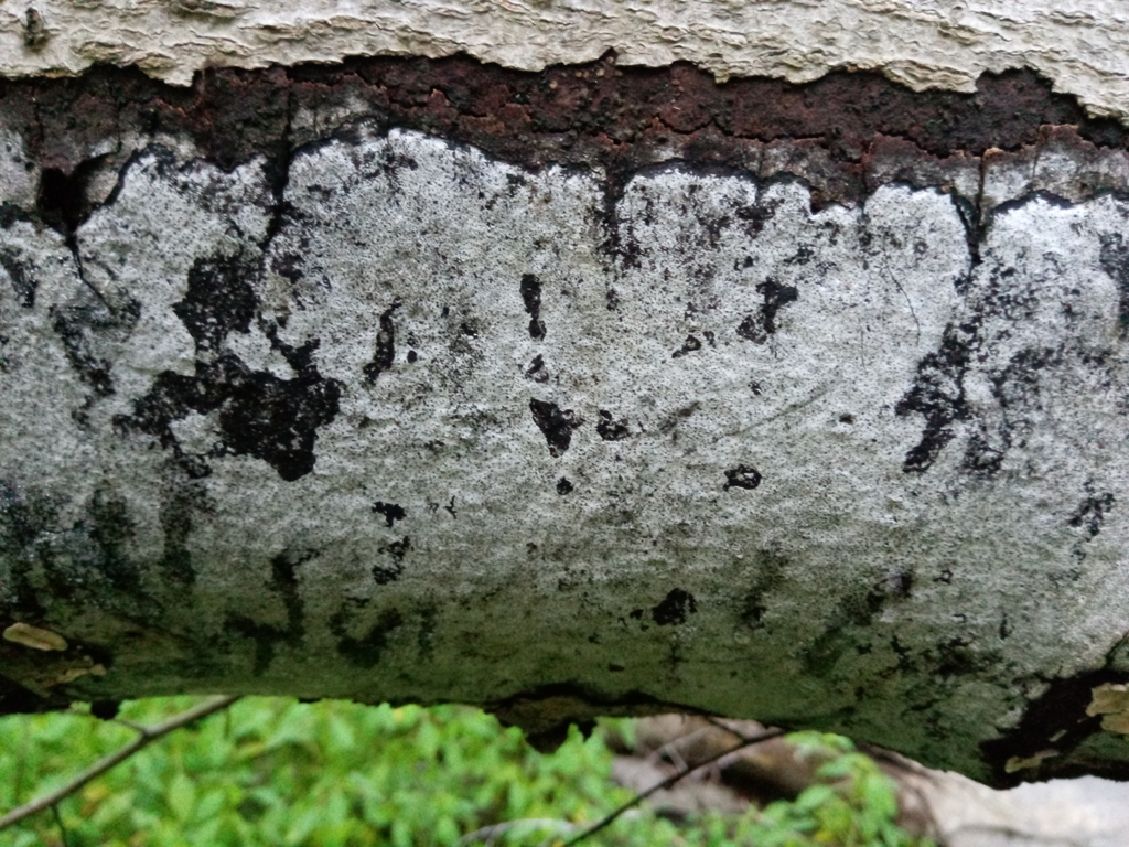 hypoxylon-canker-from-harmonie-state-park-posey-county-us-in-us-on