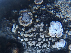 Acarospora glaucocarpa