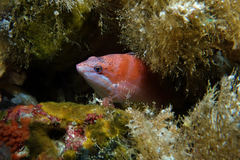 Pseudolabrus luculentus