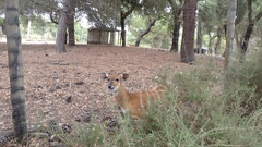 Tragelaphus