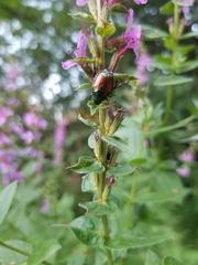 Popillia japonica