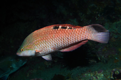 Pseudolabrus luculentus