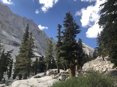 Pinus balfouriana