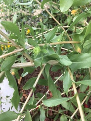 Grindelia squarrosa