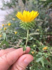 Grindelia squarrosa