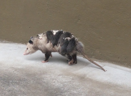 Eastern Virginia Opossum photographed in Arizona