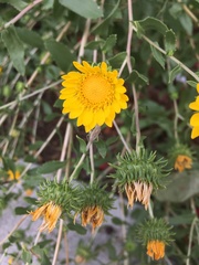 Grindelia squarrosa