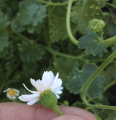 Amauria rotundifolia