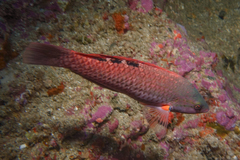 Pseudolabrus luculentus