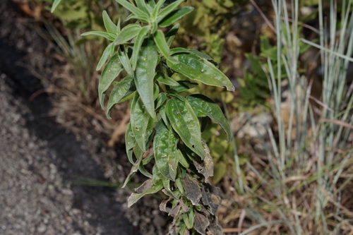 Image of Palafoxia hookeriana by (c) Michelle W. （鍾偉瑋）, some rights reserved (CC BY)