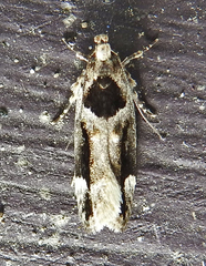 Pseudochelaria walsinghami