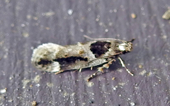 Pseudochelaria walsinghami
