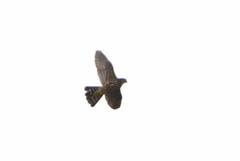 Falco columbarius suckleyi