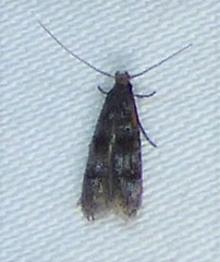 Tineidae clade b