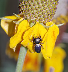Sassacus papenhoei