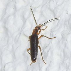 Nacerdes carniolica