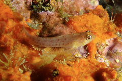 Notoclinops yaldwyni