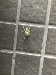 Meconema meridionale