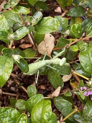 Stagmomantis limbata