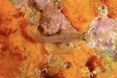 Notoclinops yaldwyni