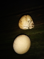 Calvatia rugosa