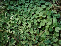 Hydrocotyle moschata moschata