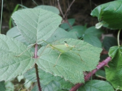 Leptophyes laticauda