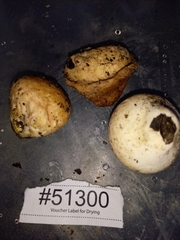 Calvatia rugosa