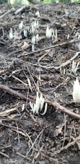 Clavaria subfalcata