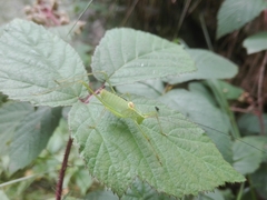 Leptophyes laticauda