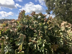 Thaumatophyllum undulatum