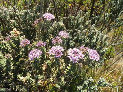 Linochilus phylicoides