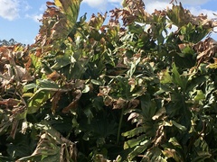 Thaumatophyllum undulatum