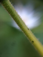 Amauria rotundifolia