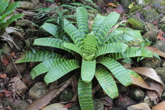 Vriesea hieroglyphica