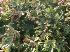 Thaumatophyllum undulatum