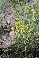 Chrysothamnus depressus