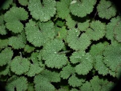 Hydrocotyle moschata moschata
