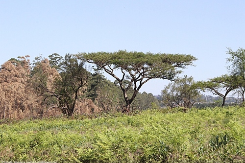 Acacia sieberiana var. woodii image