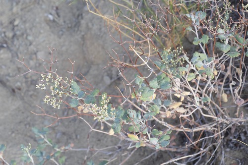 Eriogonum corymbosum var. velutinum