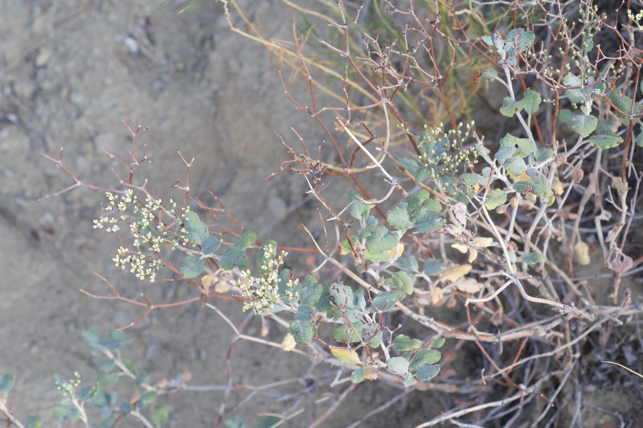 Eriogonum corymbosum var. velutinum
